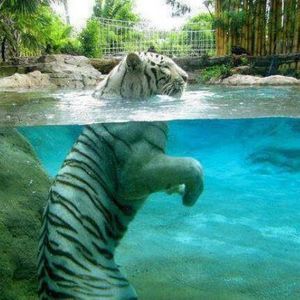 Meet your Posher, Manuel